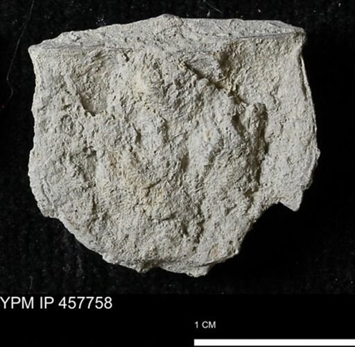 Strophodonta sp.