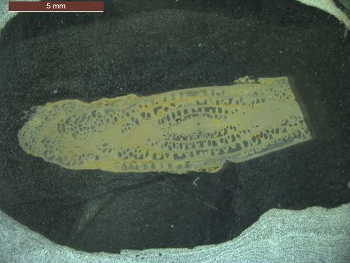 Schwagerina crebrisepta