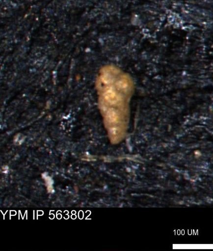 Verneuilinoides kansasensis