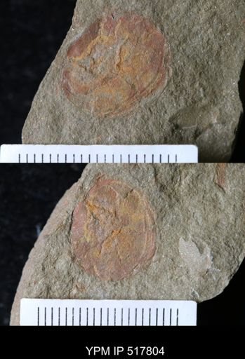 undet. Brachiopoda