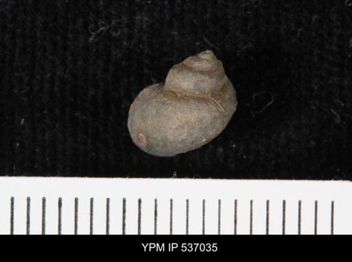 Viviparus montanaensis