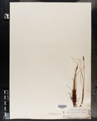 Carex filifolia