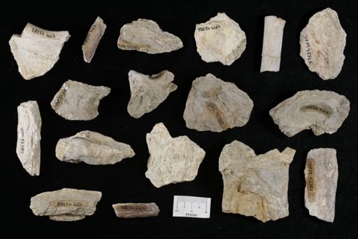 undet. Actinopterygii