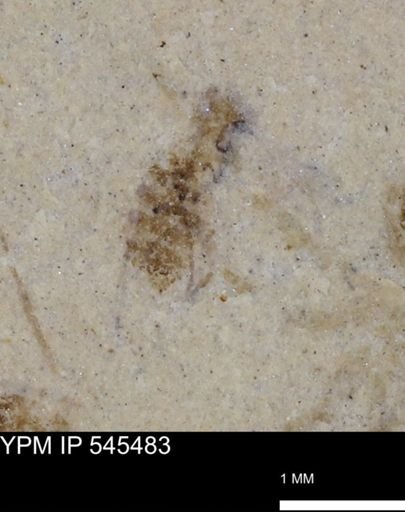 undet. Insecta