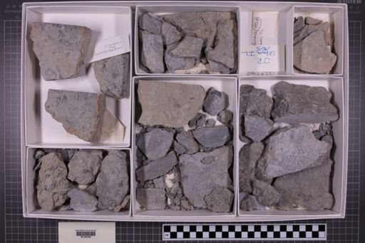 mixed taxa, stratigraphic collection