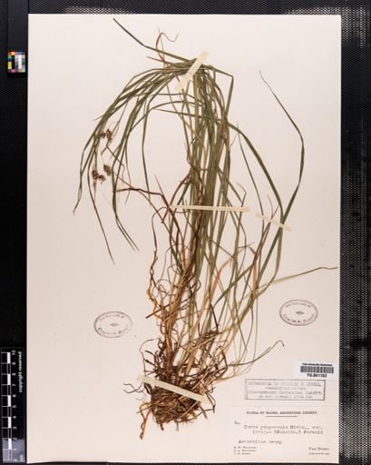 Carex paupercula