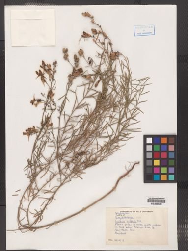 Linaria vulgaris