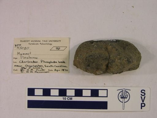 Mammut sp.