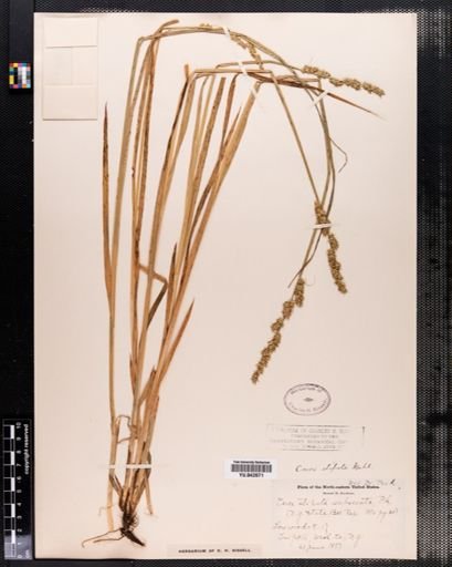 Carex stipata