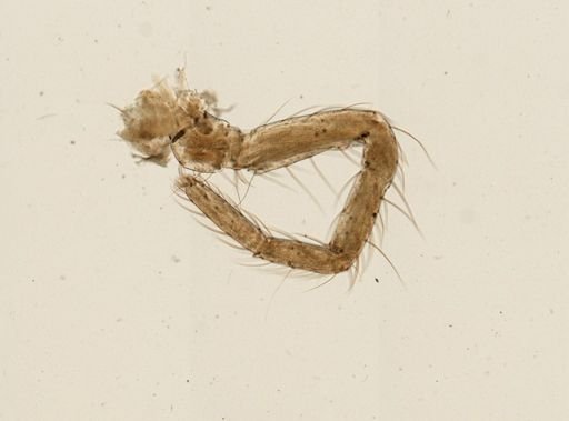 Araneae
