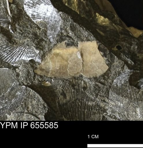undet. Bivalvia