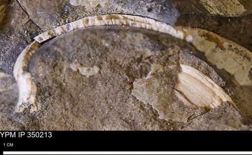 undet. Bivalvia