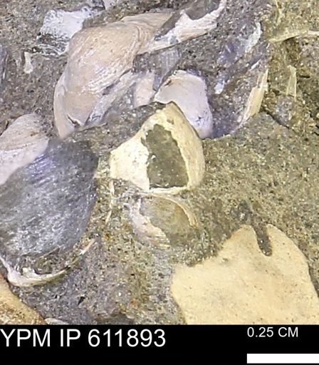 Protocardia sp.