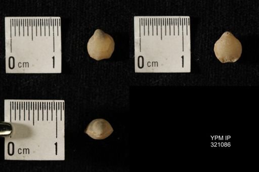 Dielasma breviplicatum