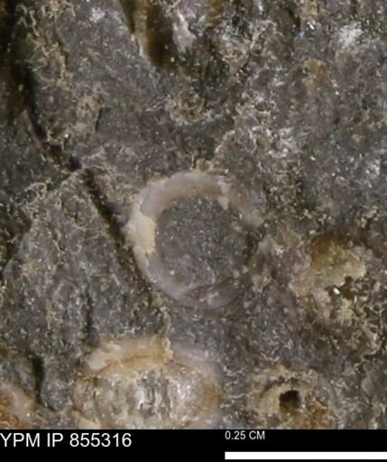 undet. Mollusca