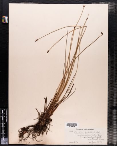 Eleocharis palustris