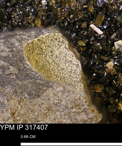 undet. Mollusca