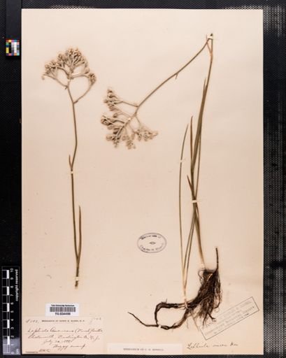 Lophiola aurea