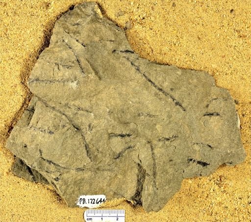 Sawdonia ornata