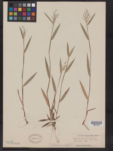 Panicum oligosanthes
