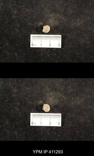 Euphemites carbonarius
