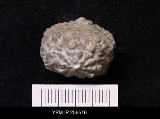Dolatocrinus asterias