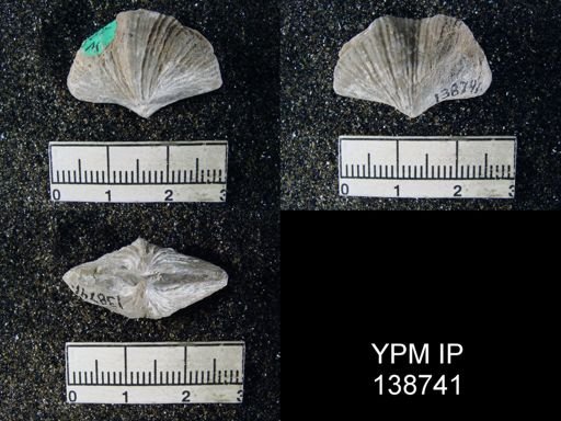 Spirifer (Neospirifer) musakheylensis