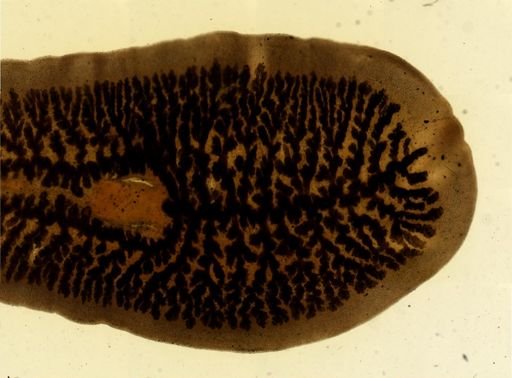Procotyla fluviatilis