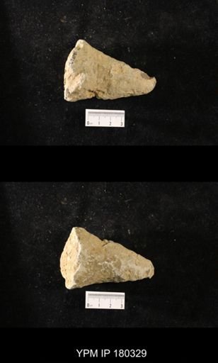 Anthaspidella sp.