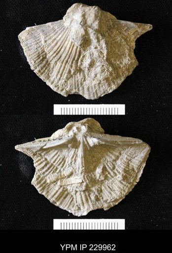 Neospirifer sp.