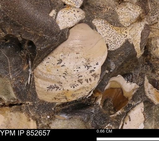 Limopsis striatopunctatus