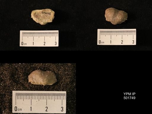Marginifera lasallensis