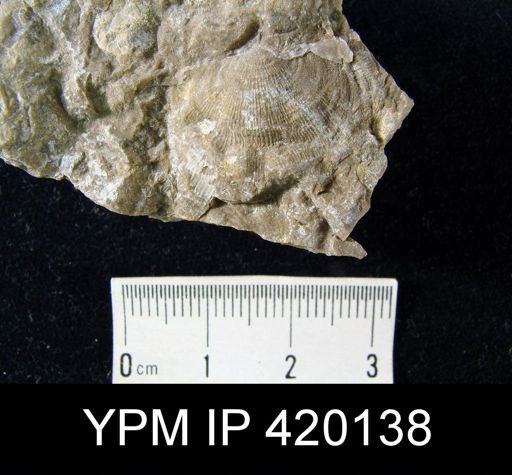 undet. Orthotetida
