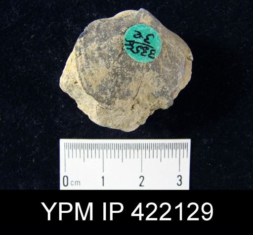 Schizophoria impressa