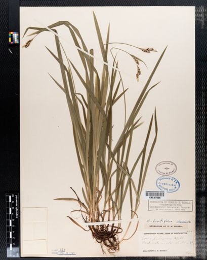 Carex pubescens