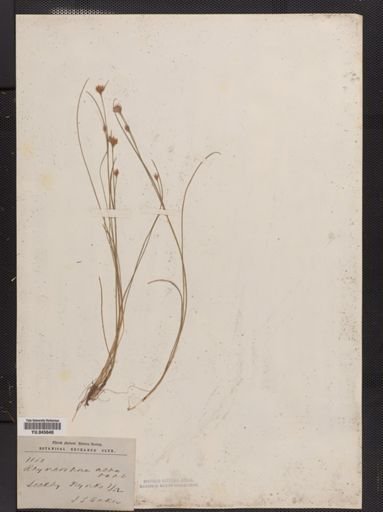 Rhynchospora