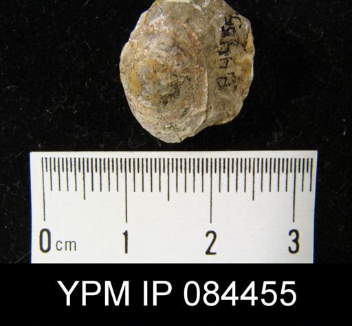 Lingula sp.