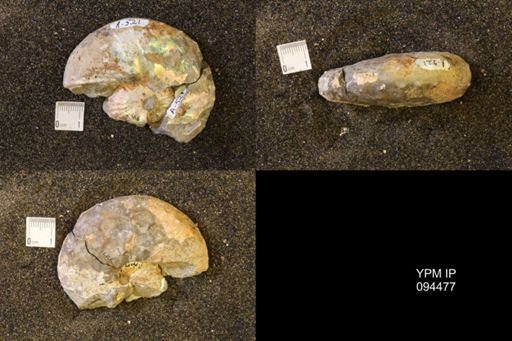 Discoscaphites gulosus