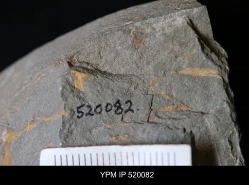 undet. Ichnofossil