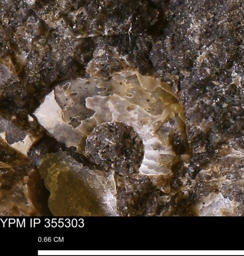 undet. Scaphitidae