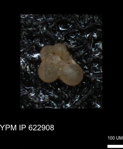 undet. Globigerinina