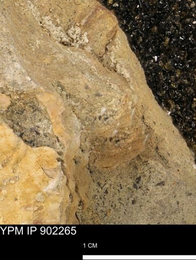 undet. Mollusca