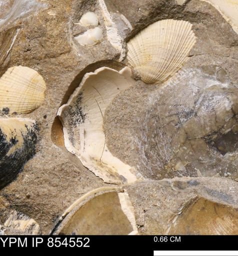 Limopsis striatopunctatus