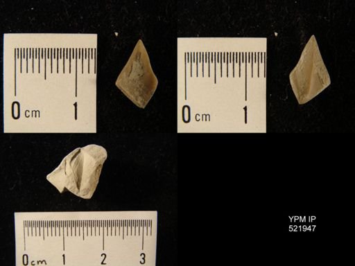 Thoracica
