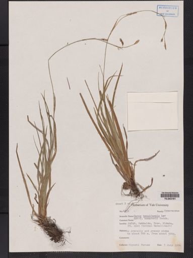 Carex