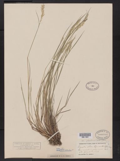 Agrostis alba