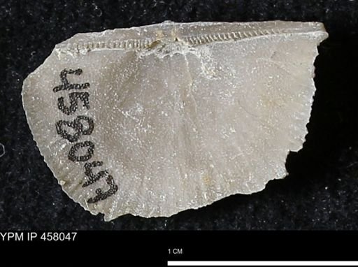 Strophodonta sp.