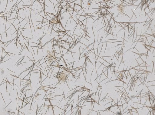 Cliona cf. lobata
