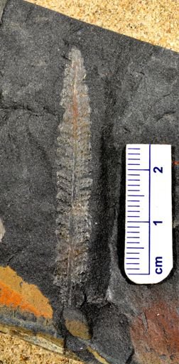 Pecopteris sp.