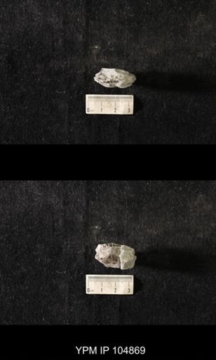 Plectambonites sericeus